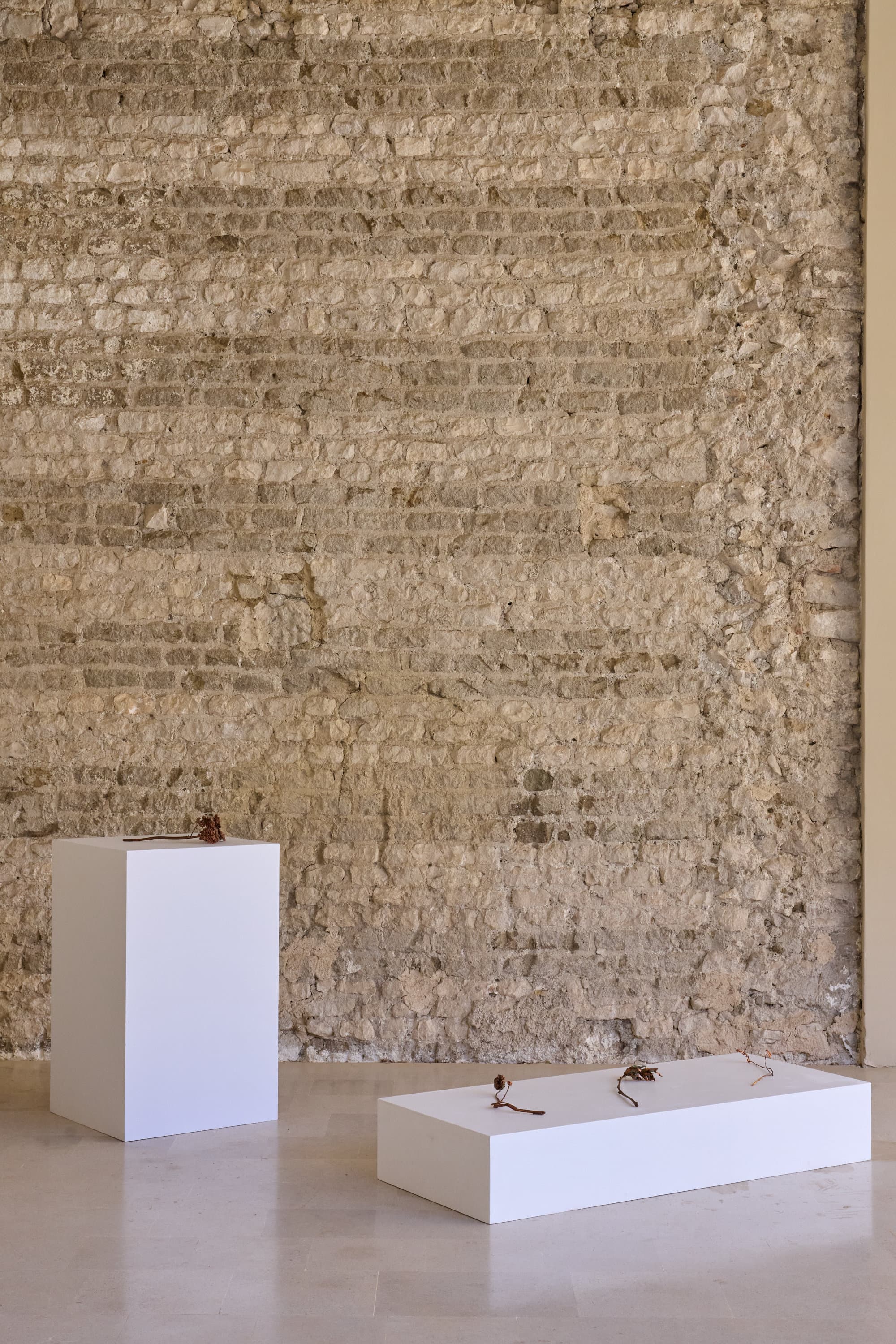 La Loggia del Museo con Semprevivi di Veronica Neri su due basi bianche, davanti al muro in pietra.